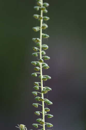 Ambrosia artemisiifolia #1
